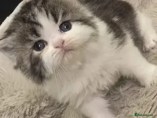 Exotic cats Beautiful exotic long haired babies - Advert 1