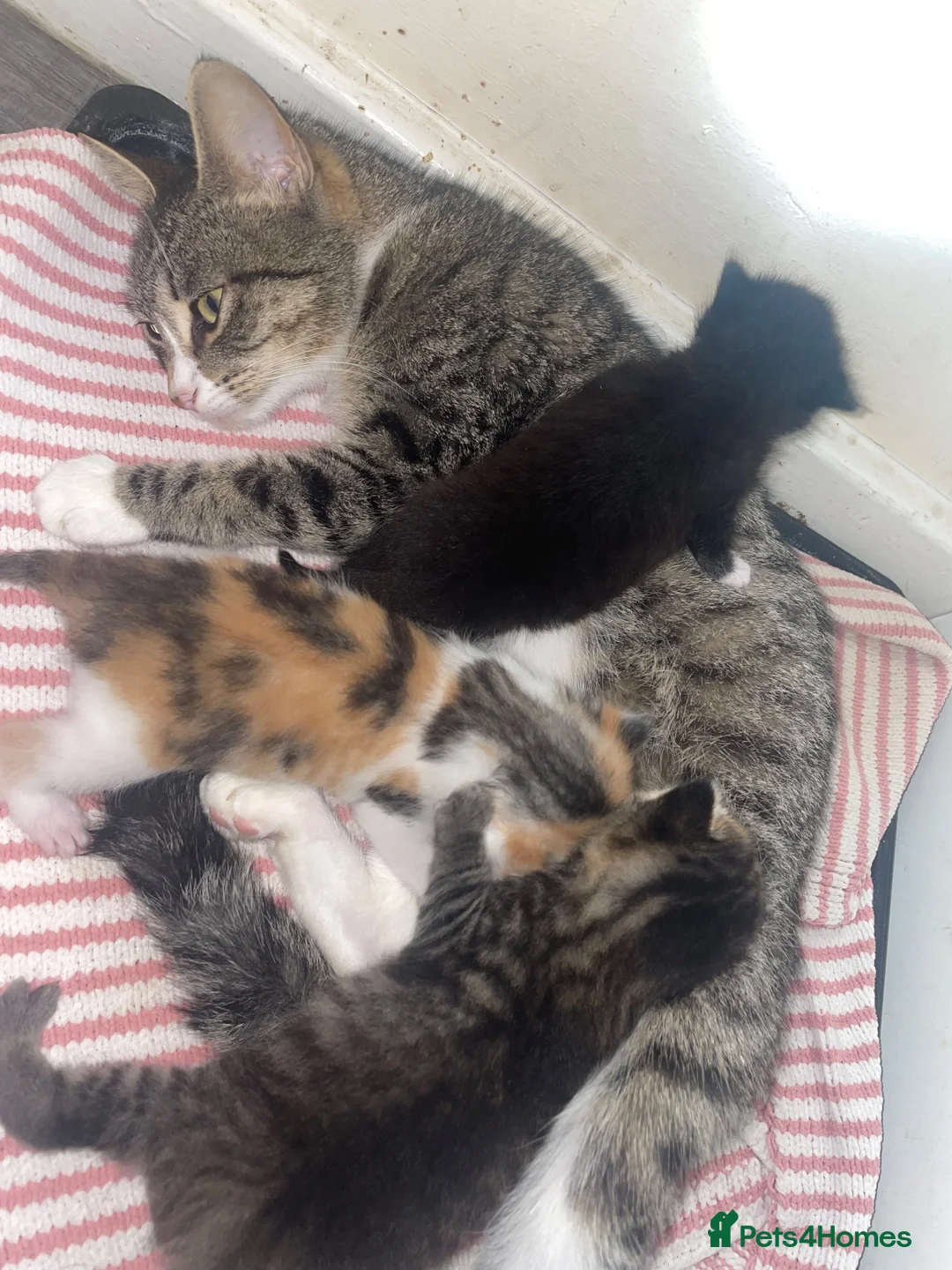 Mixed Breed cats for sale: Cats for sale in St. Neots - Advert 8