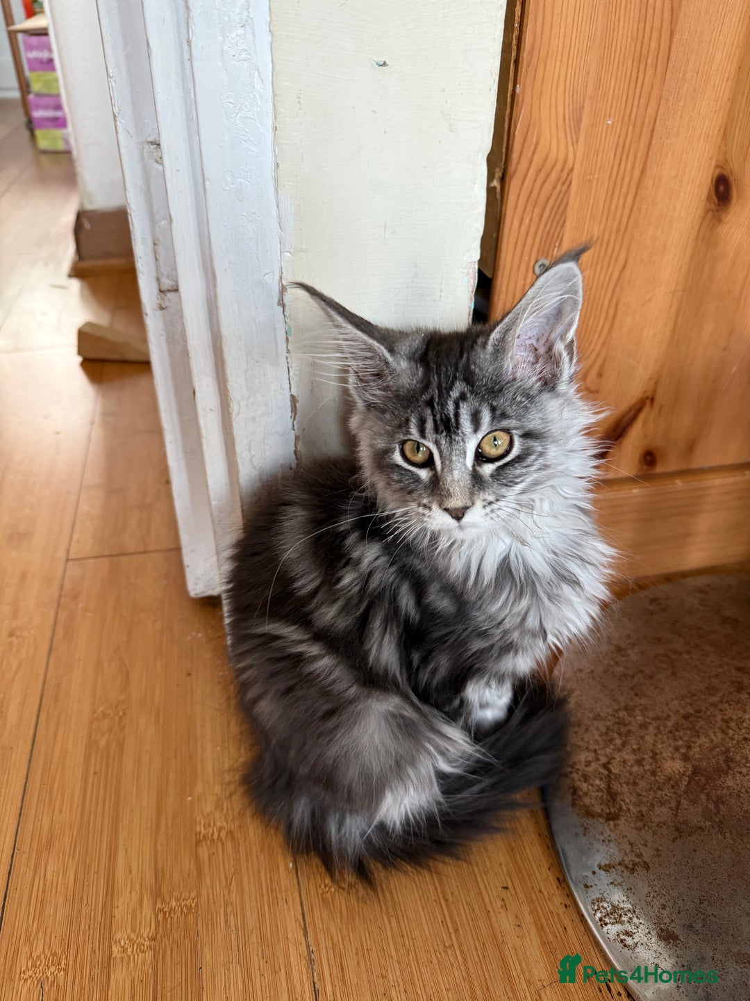 Maine Coon cats for sale: Maine Coon Kittens in Greenford - Image 28