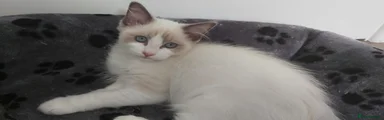 Ragdoll 2