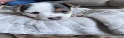 Jack Russell dogs for sale: Jack Russell Puppies in York - Advert 6
