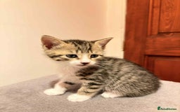 Mixed Breed cats for sale: Tabby Kittens for Sale  - Image 7