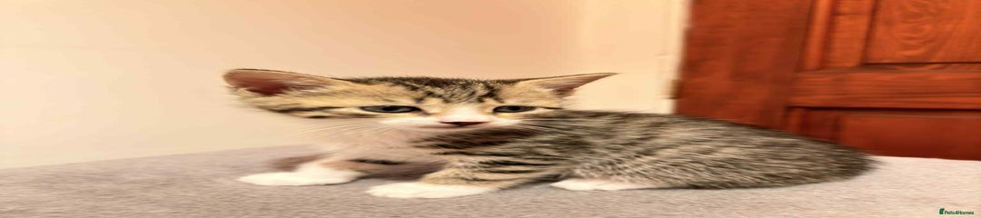 Mixed Breed Kitten 1
