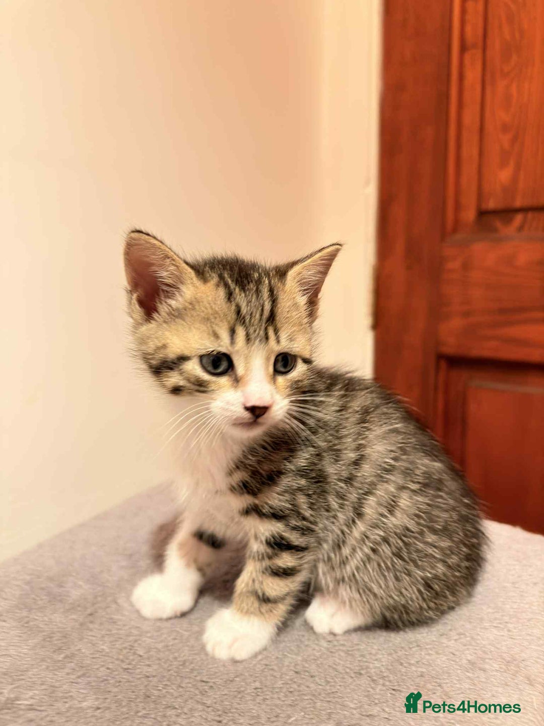 Mixed Breed cats for sale: Tabby Kittens for Sale  - Image 7