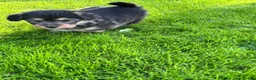 Mixed Breed dogs for sale: Corgipoos - Advert 14
