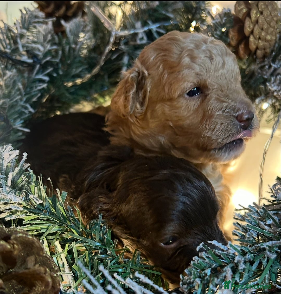 Shihpoo dogs for sale: 4 Beautiful Toy poodle x Shihpoos - Image 7