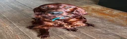Irish Setter dogs for sale: Quality IRISH SETTER Puppies - Advert 38