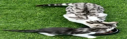 Bengal cats for sale: Silver Bengal mother & two male kittens for sale in Birmingham - Advert 10