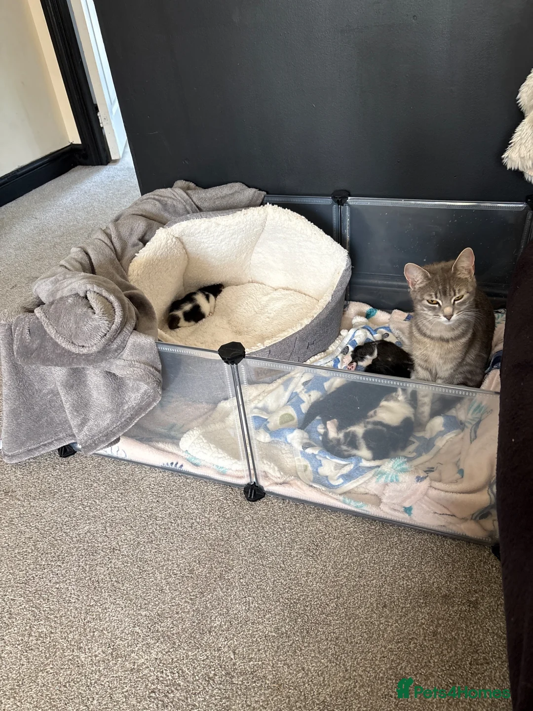 Mixed Breed cats for sale: Sweet sweet babies  - Advert 1