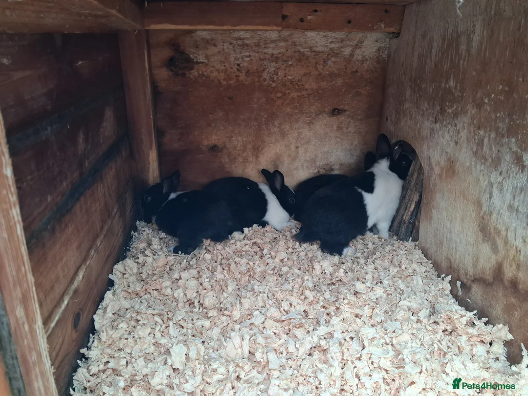 Dutch rabbits for sale: Dutch rabbits black and white - Advert 7