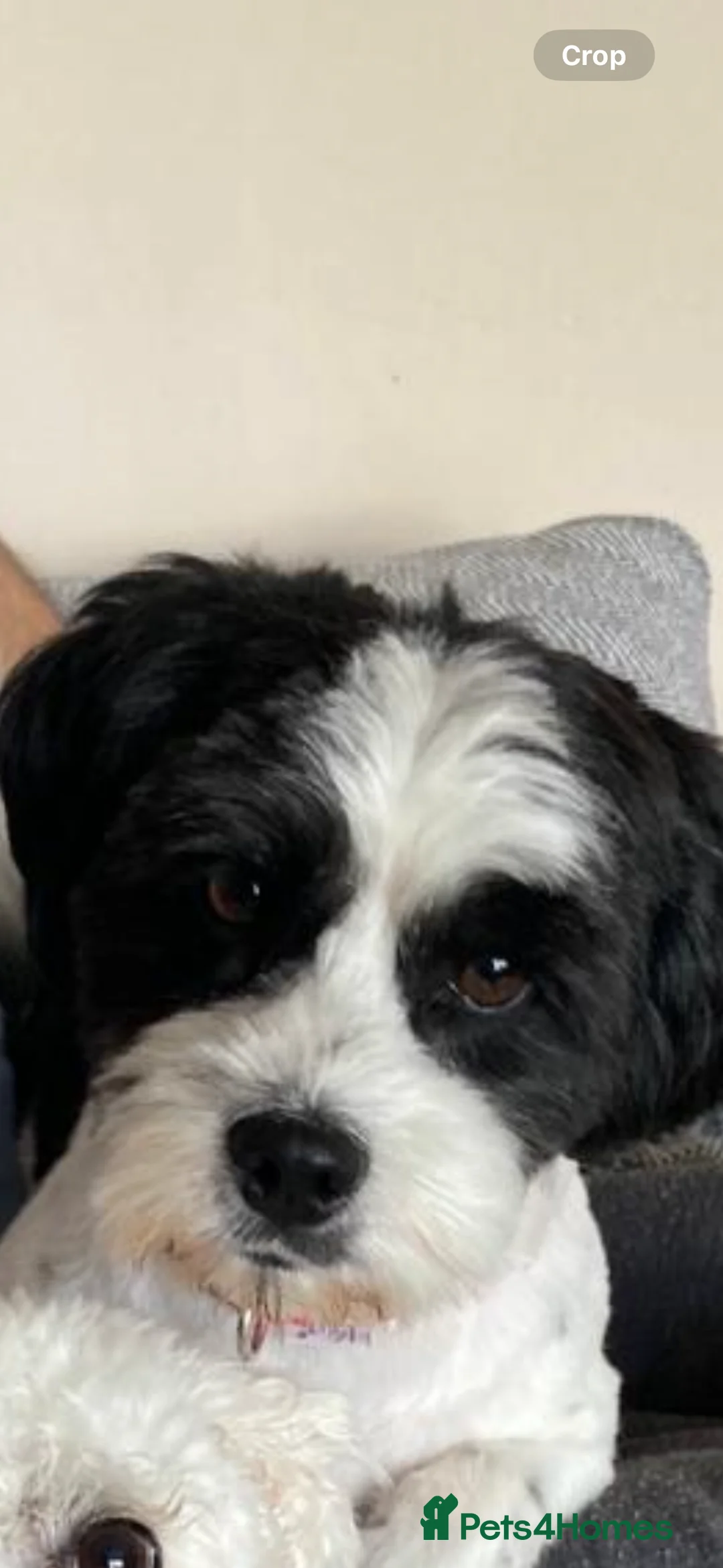 Mixed Breed dogs for sale: Jack Russell x  Zoochon Puppies  - Advert 2