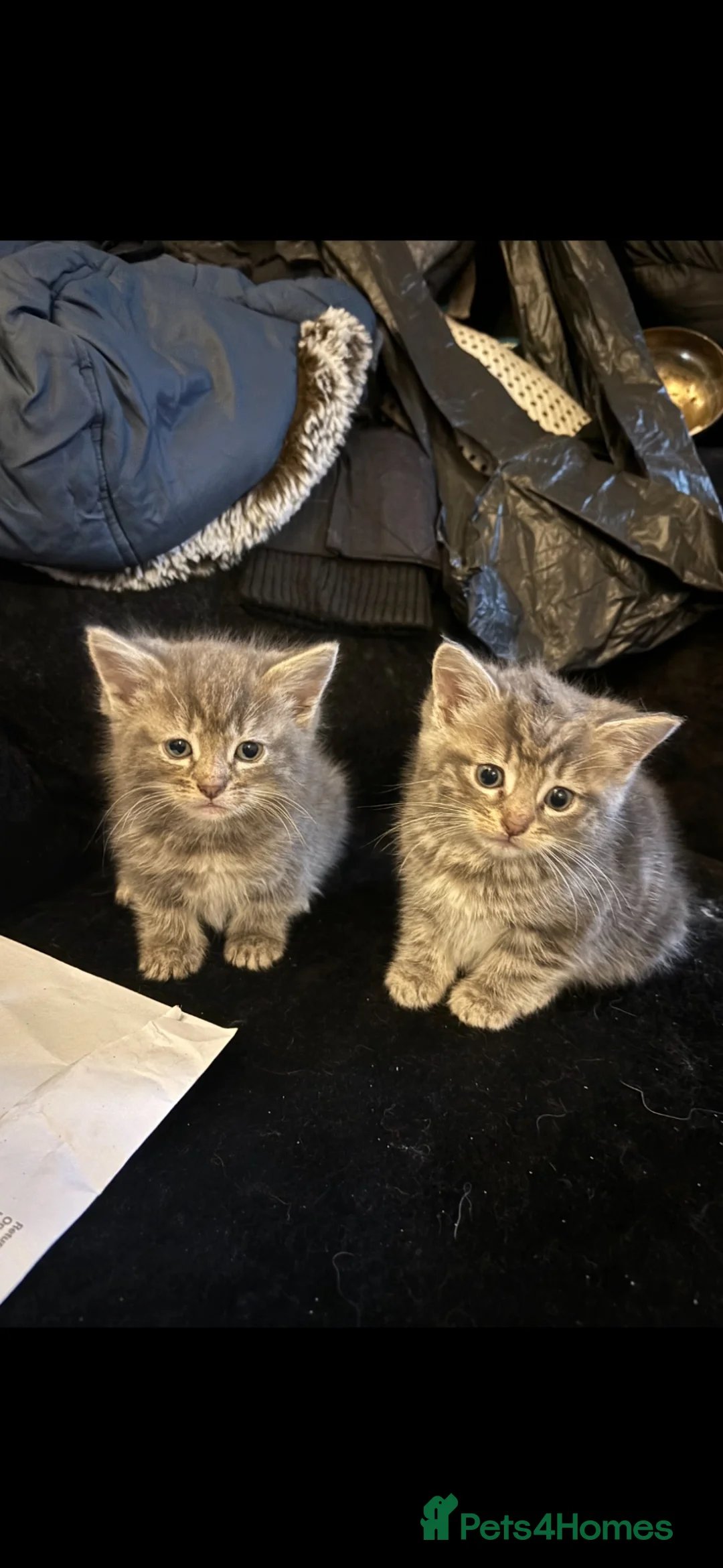 Mixed Breed cats for sale: Kittens looking for forever homes - Advert 2