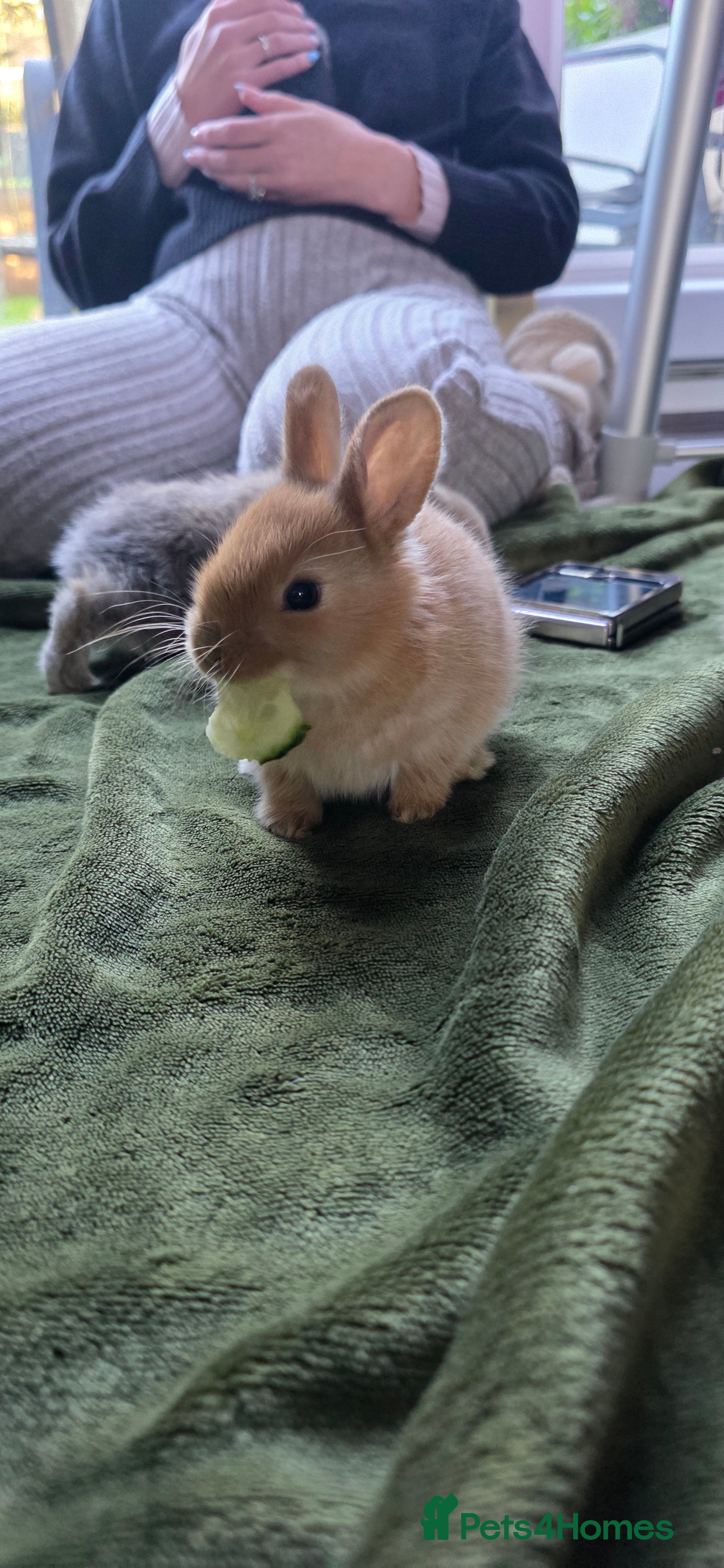 Mixed Breed rabbits  Rabbit Kits – Netherland Dwarf × Holland - Advert 12