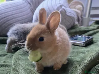 Mixed Breed rabbits Rabbit Kits – Netherland Dwarf × Holland - Advert 12