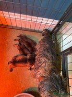 Dachshund dogs in Northampton - Advert 6