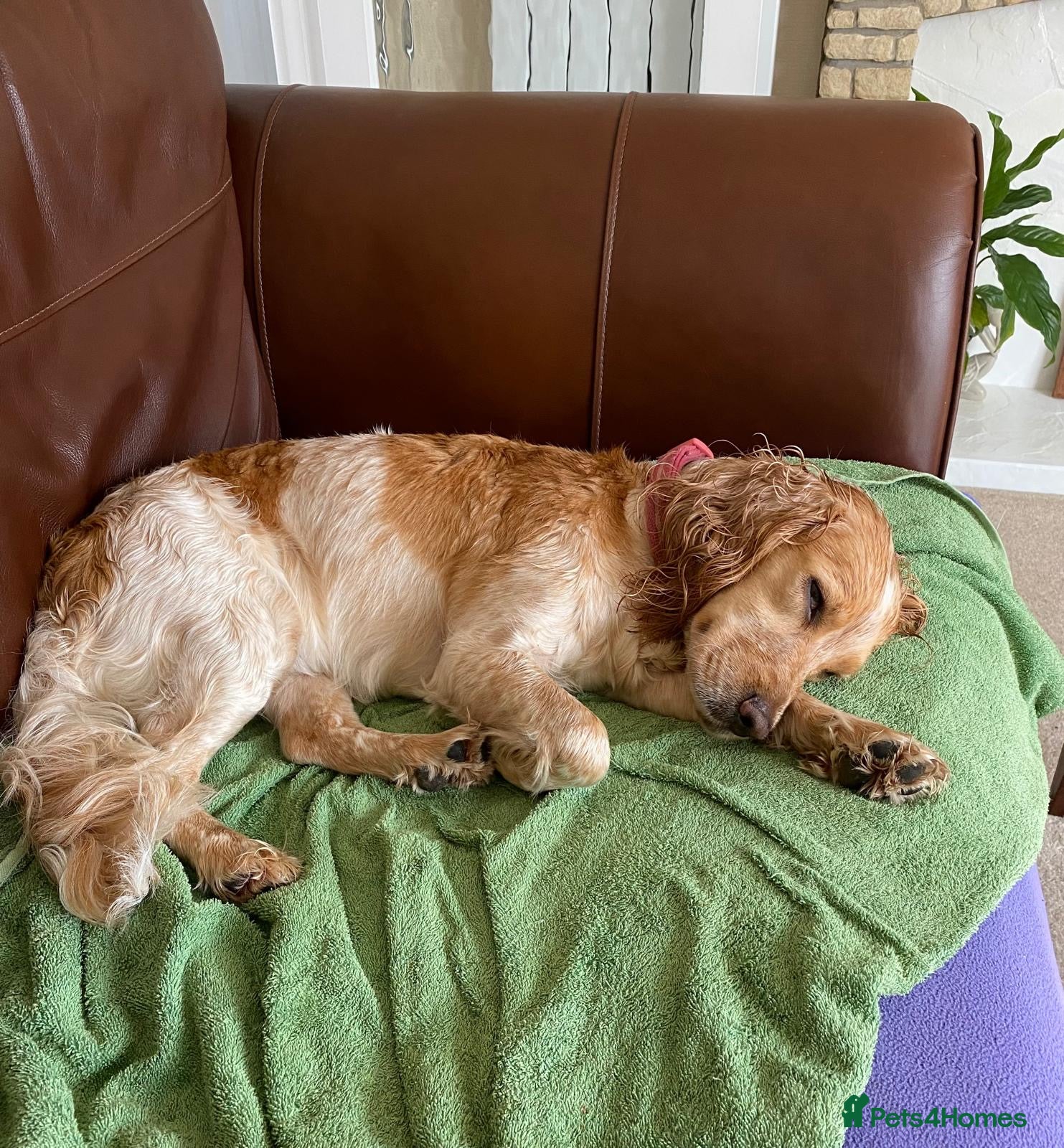 Cocker Spaniel dogs Spaniel female lemon roan - Advert 1