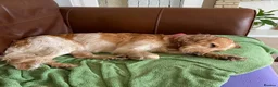 Cocker Spaniel dogs for sale: Spaniel female lemon roan in Wellingborough - Advert 1