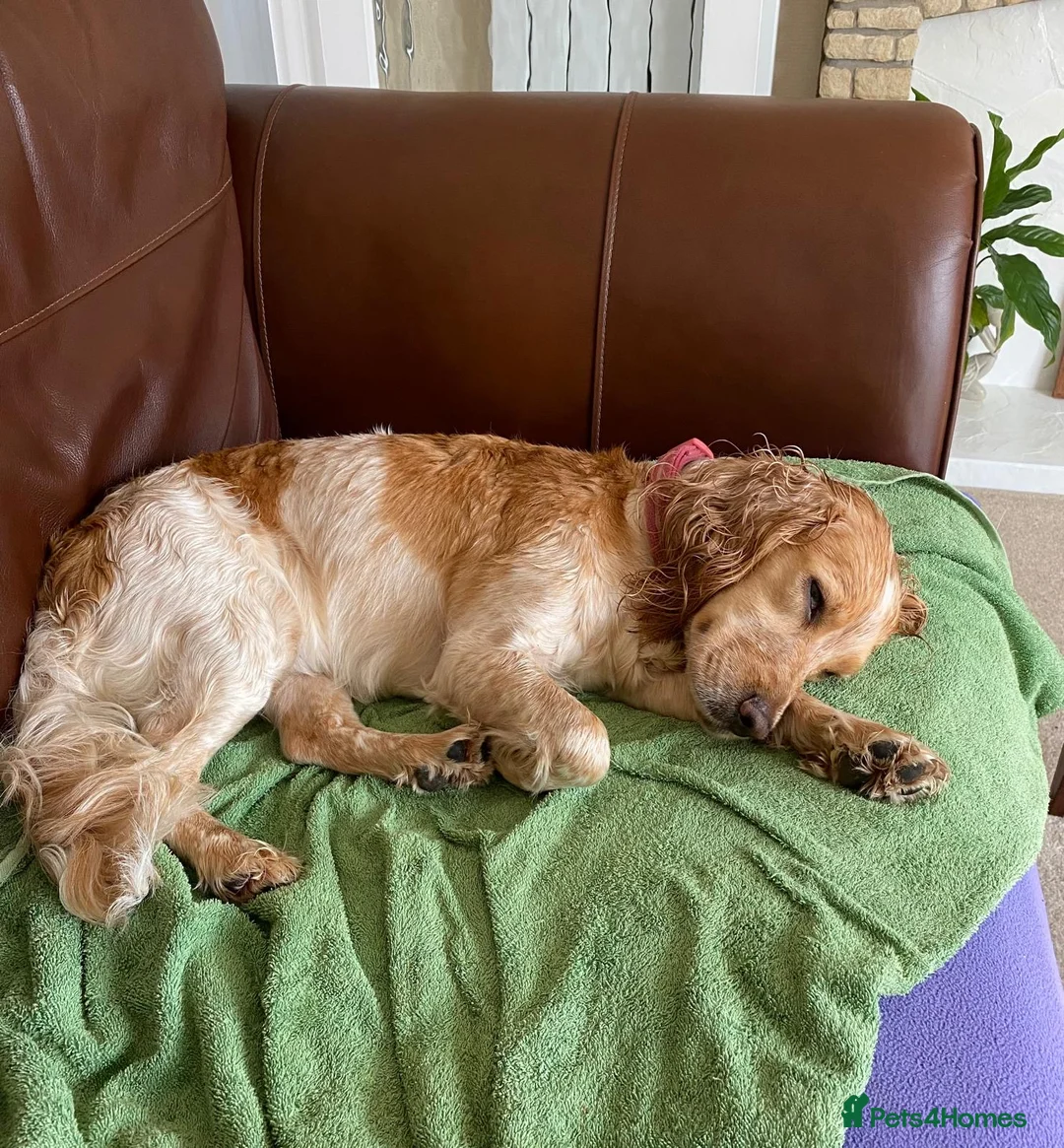 Cocker Spaniel dogs for sale: Spaniel female lemon roan in Wellingborough - Advert 1