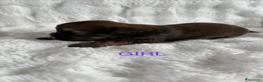 Mixed Breed Puppy 5