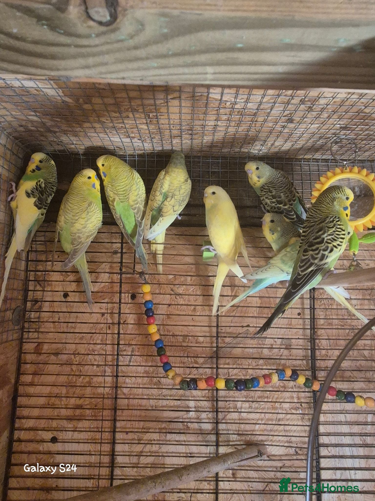 Budgerigars birds Budgies for sale :)  - Advert 1