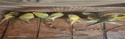 Budgerigars birds for sale: Budgies for sale :)  - Advert 1