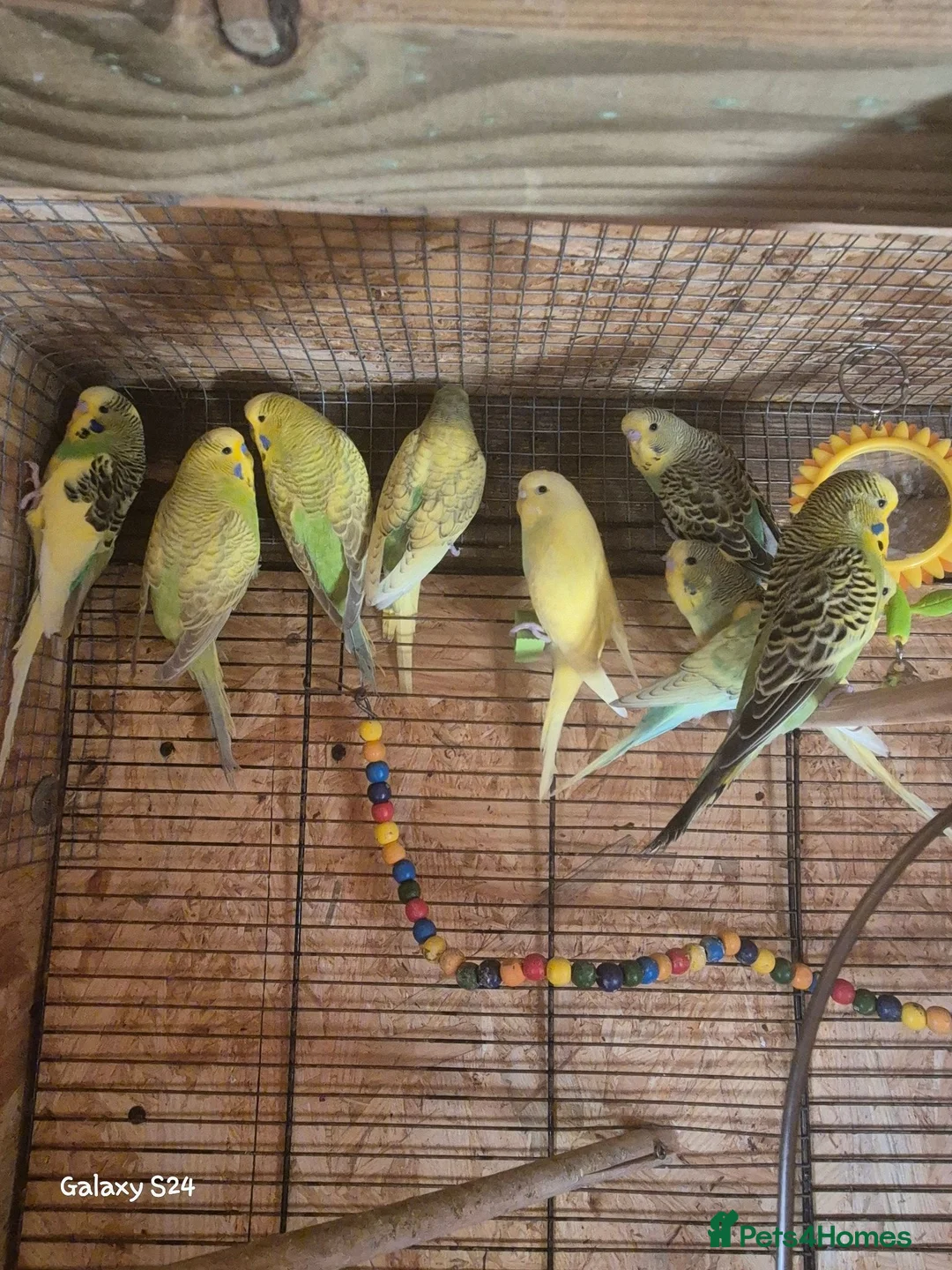 Budgerigars birds for sale: Budgies for sale :)  - Advert 1