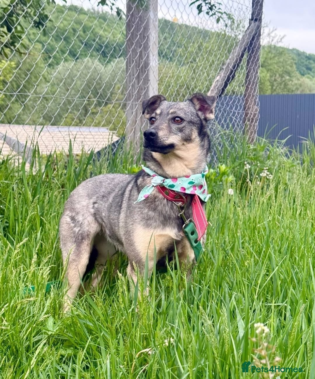Mixed Breed dogs for adoption: 💖🐶 POLA 🐶💖 - Image 5