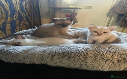 Bengal cats for sale: INTRODUCING 3 ❤️❤️❤️ BEAUTIFUL FELINES  - Image 12