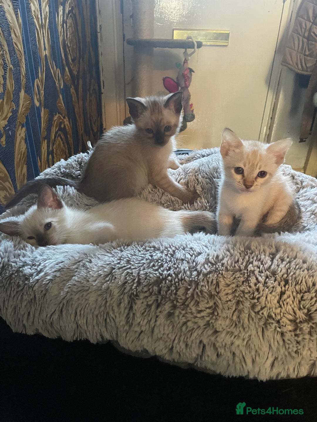 Bengal cats for sale: INTRODUCING 3 ❤️❤️❤️ BEAUTIFUL FELINES  - Image 12