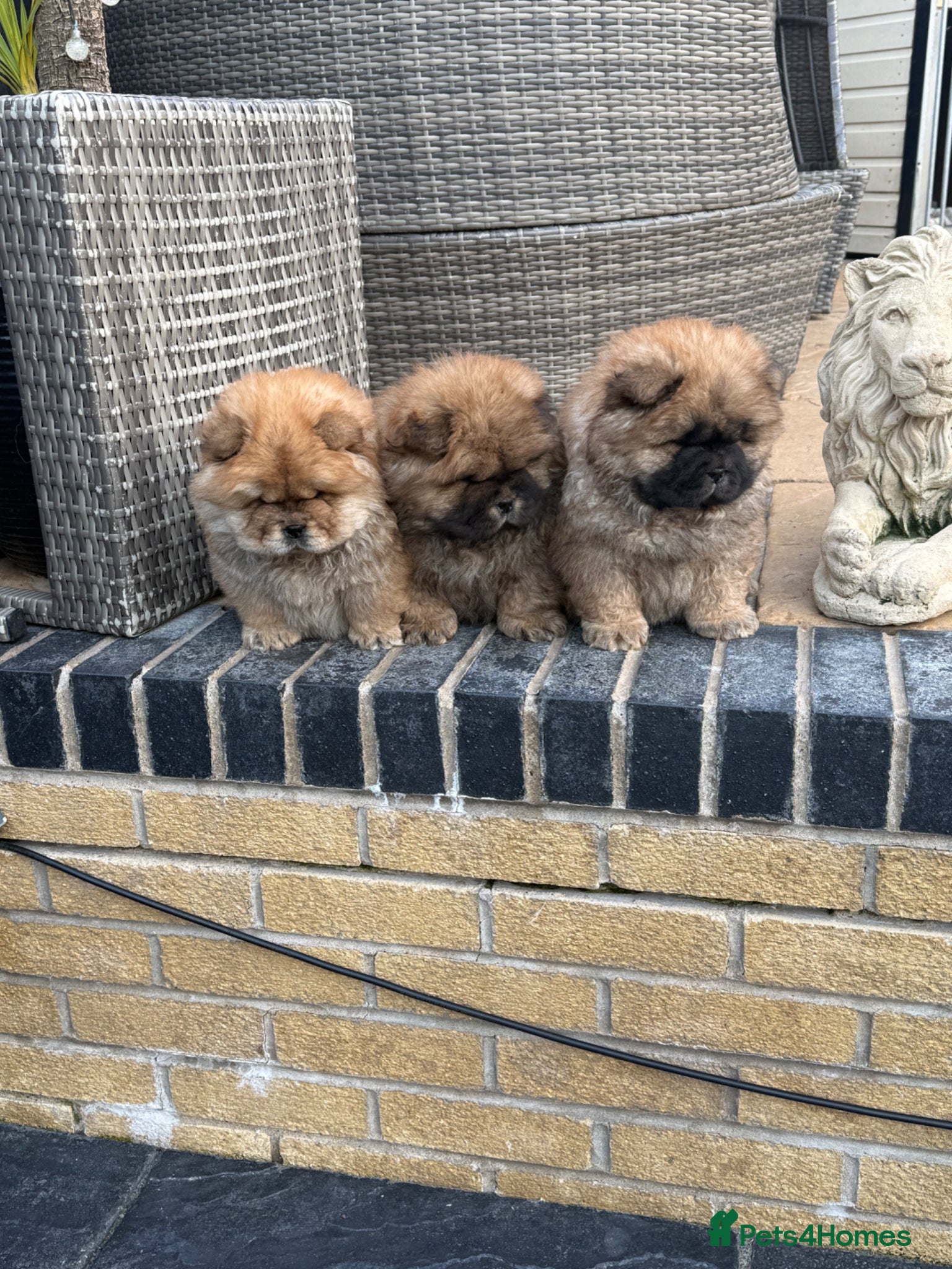 Chow Chow dogs STUNNING CHOW CHOW PUPPIES READY NOW - Advert 2