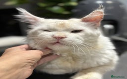 Maine Coon cats for sale: Maine Coon Big Boy Zeus looking for loving family - Image 5