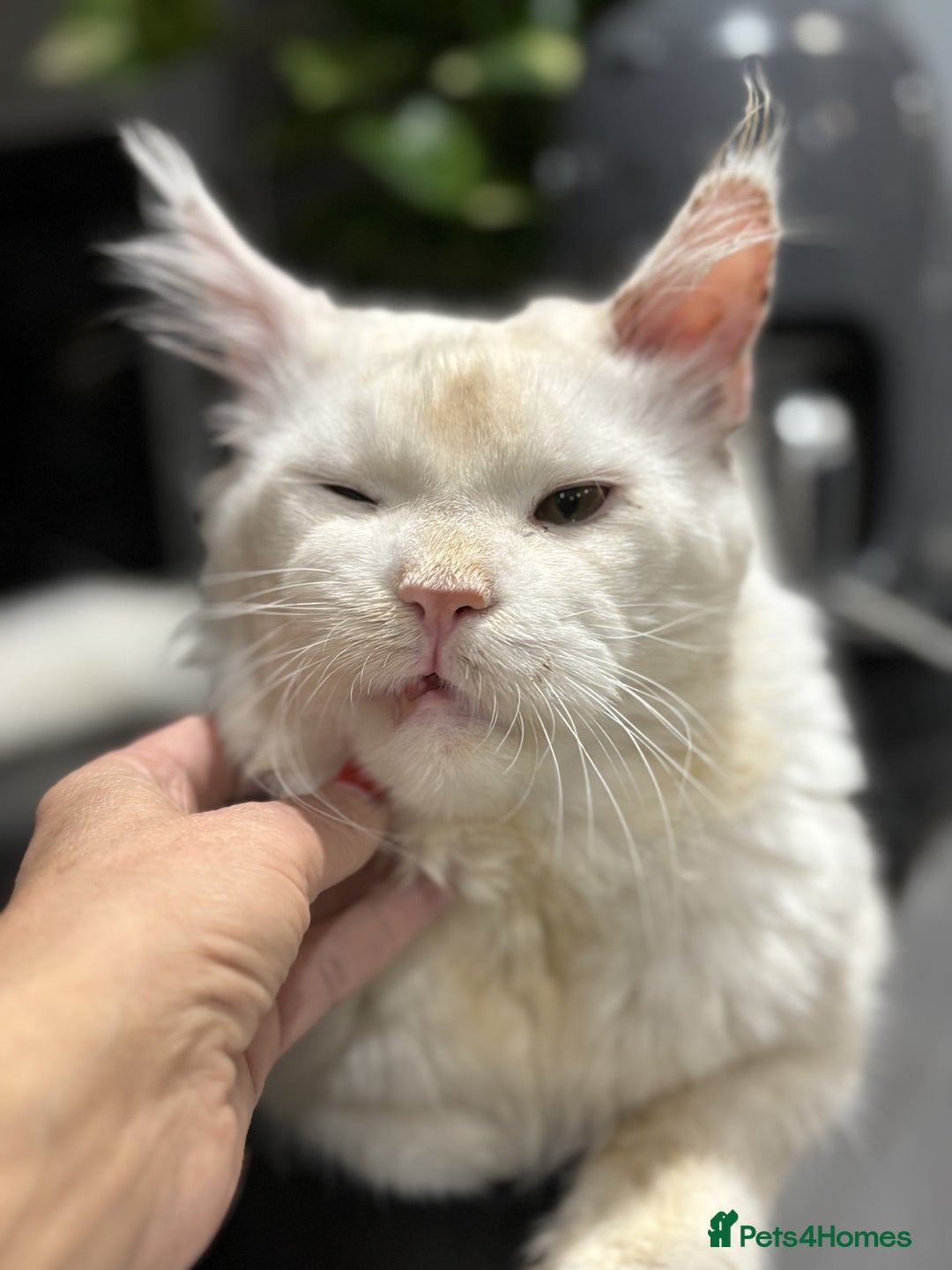 Maine Coon cats for sale: Maine Coon Big Boy Zeus looking for loving family - Image 5