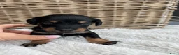 Mixed Breed dogs for sale: Doxiepoo puppies  - Advert 9