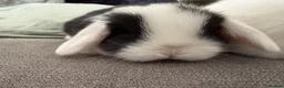 Mini Lop rabbits for sale: Beautiful Mini Lops to reserve  - Advert 15