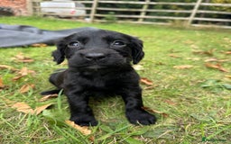 Sprocker dogs for sale: Working Sprocker puppies *3 girls left* - Image 14