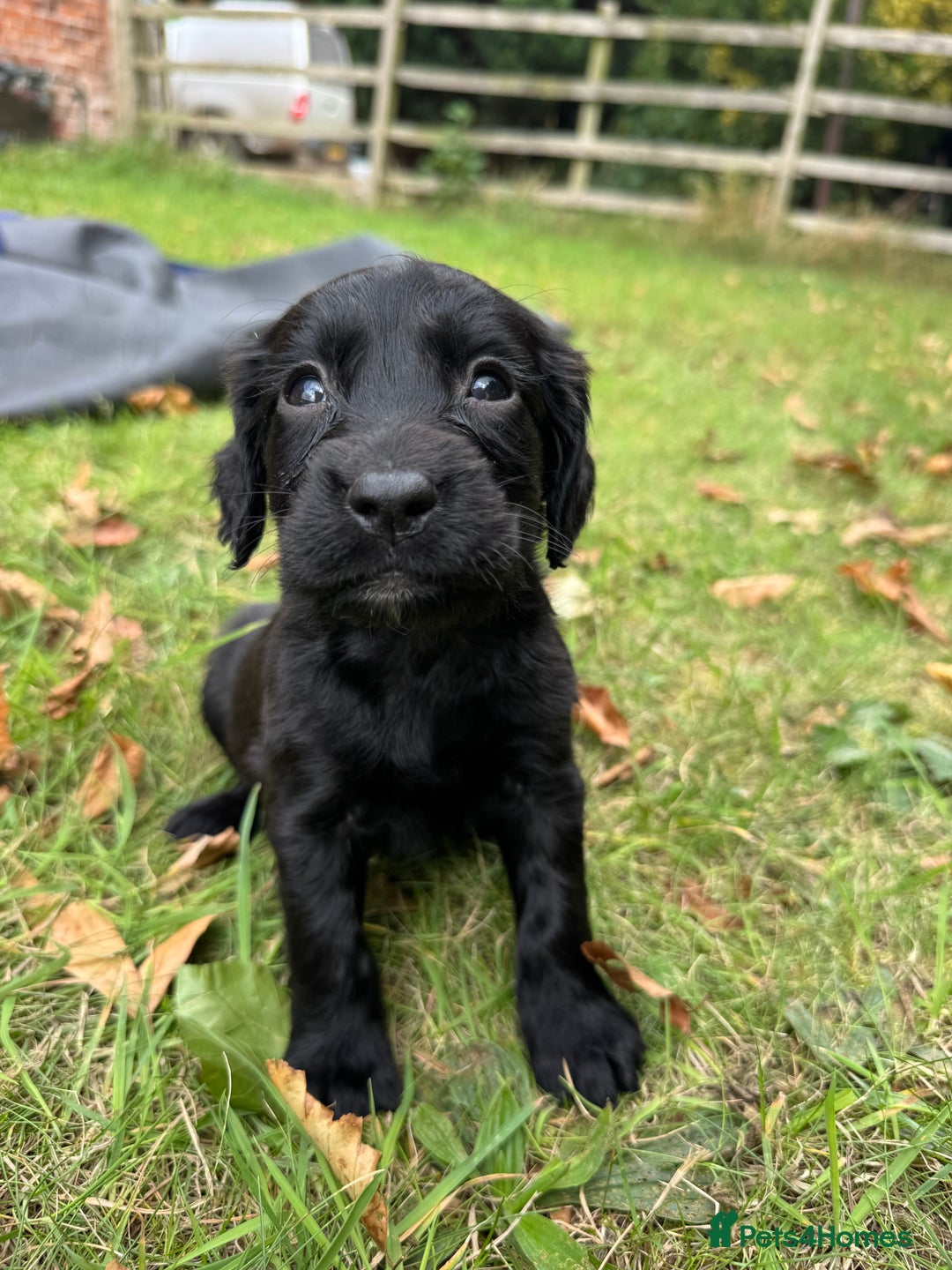 Sprocker dogs for sale: Working Sprocker puppies *3 girls left* - Image 14