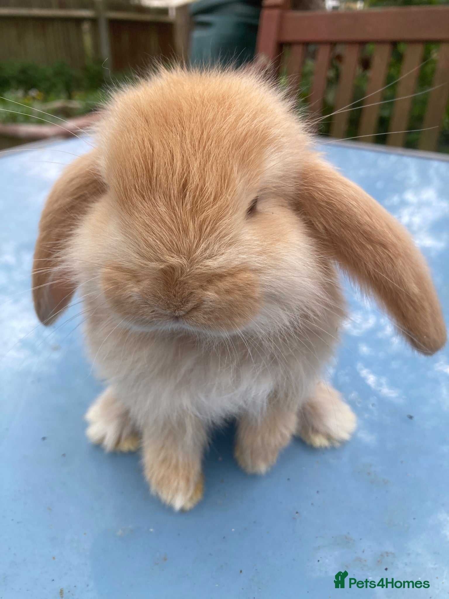 French Lop rabbits French Lop Bunnies in London - Advert 5