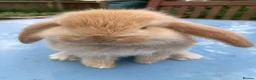 French Lop rabbits for sale: French Lop Bunnies in London - Advert 1
