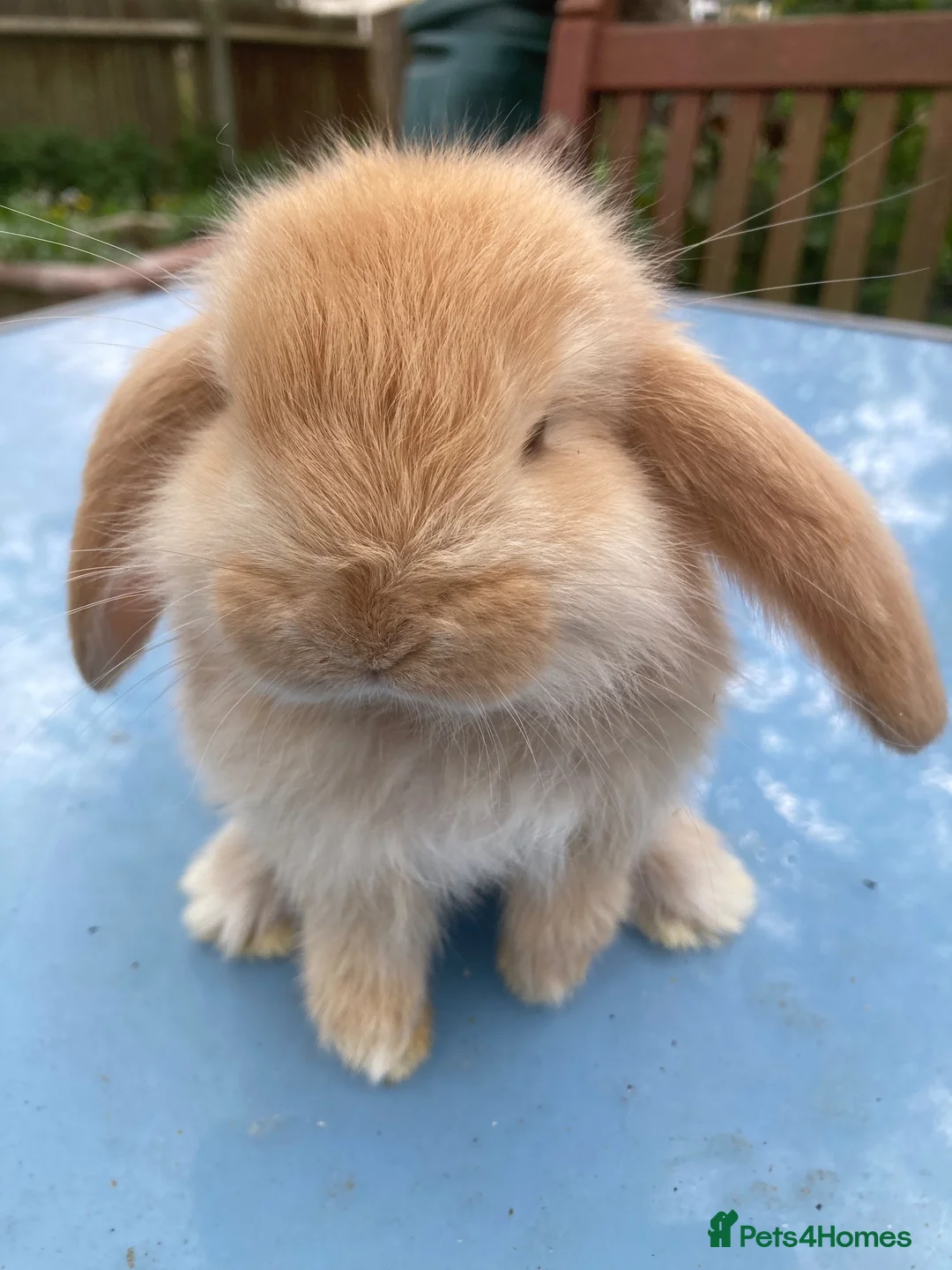 French Lop rabbits for sale: French Lop Bunnies in London - Advert 1