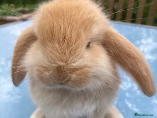 French Lop rabbits French Lop Bunnies in London - Advert 6