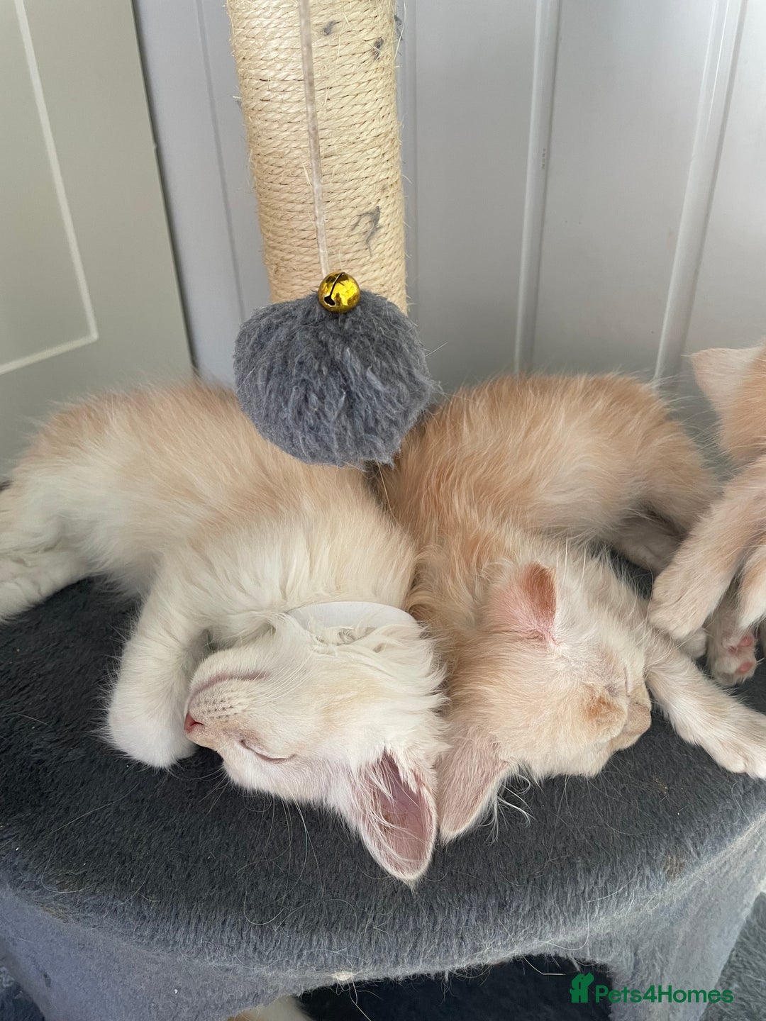 Maine Coon cats for sale: Maine Coon Cross Kittens  - Image 2