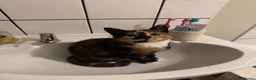Mixed Breed cats for sale: Tortoise shell female - Advert 2