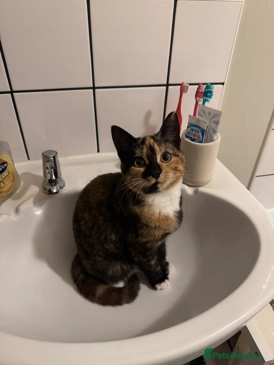 Mixed Breed cats for sale: Tortoise shell female - Advert 2