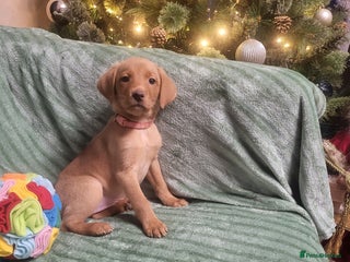 Labrador Retriever dogs KC registered labrador puppies - Advert 6