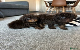 Cavapoo dogs for sale: 1 girl left 💕 f1b cavapoos ready now 🏡 - Image 26