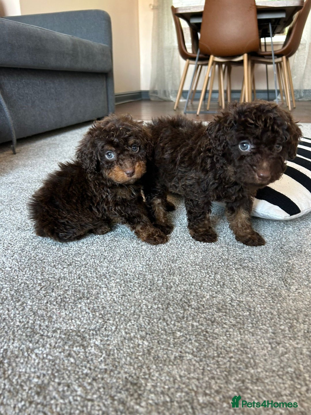 Cavapoo dogs for sale: 1 girl left 💕 f1b cavapoos ready now 🏡 - Image 26