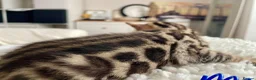 Bengal cats for sale: 🔥🏆Luxury Bengal Boys Ready🏆🔥 in Birmingham - Advert 4
