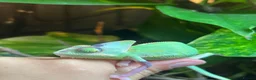 Chameleon reptiles for sale: Pied yeman chameleons  - Advert 2