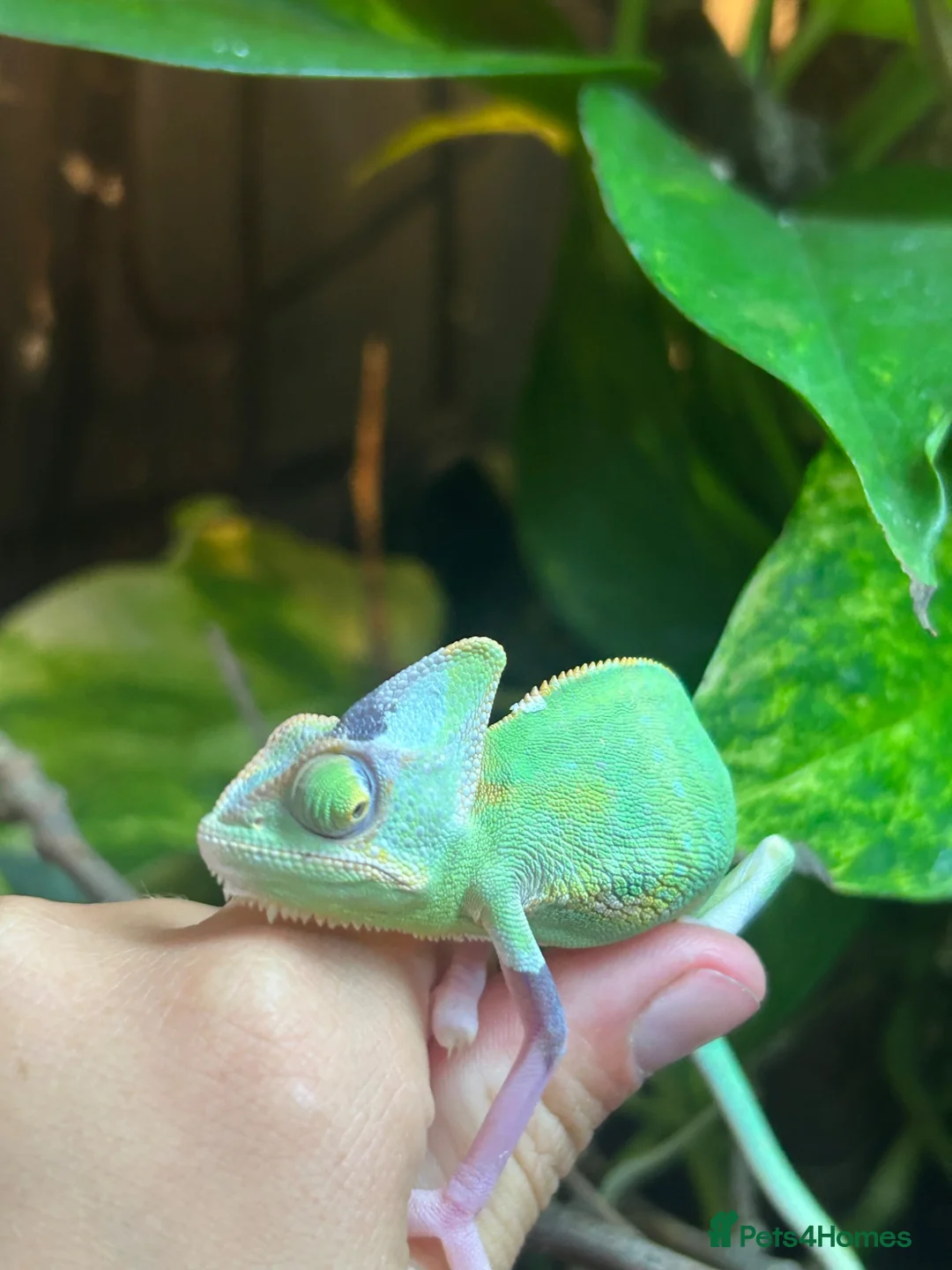 Chameleon reptiles for sale: Pied yeman chameleons  - Advert 2
