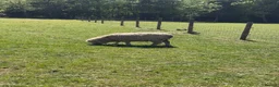 Sheep livestock for sale: Southdown ram - Advert 2